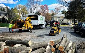 Best Tree Preservation Services  in Pampa, TX