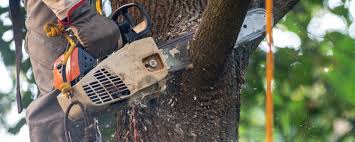 Trusted Pampa, TX  Tree Services Experts