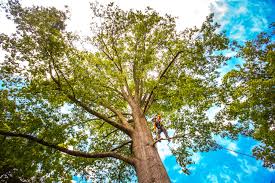 Best Tree Trimming and Pruning  in Pampa, TX