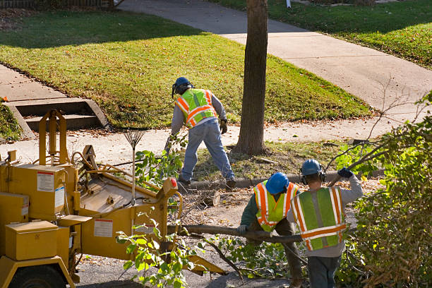 Best Lawn Disease Treatment  in Pampa, TX