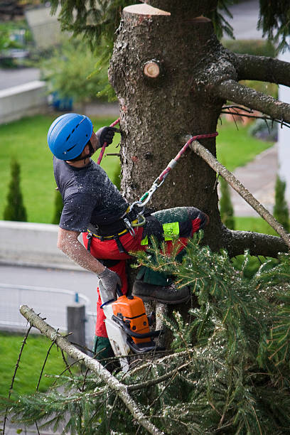 Best Tree Health Inspection  in Pampa, TX