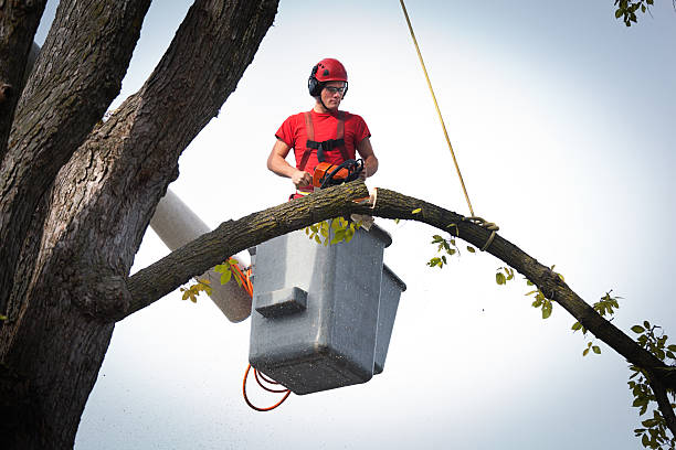 Best Stump Grinding and Removal  in Pampa, TX