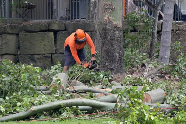 Why Choose Our Tree Removal Services in Pampa, TX?