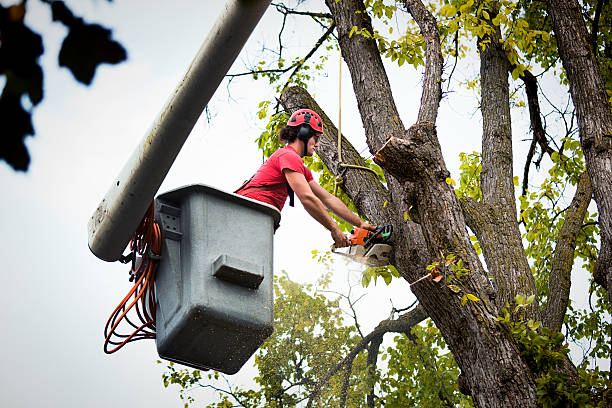 Best Tree Removal  in Pampa, TX