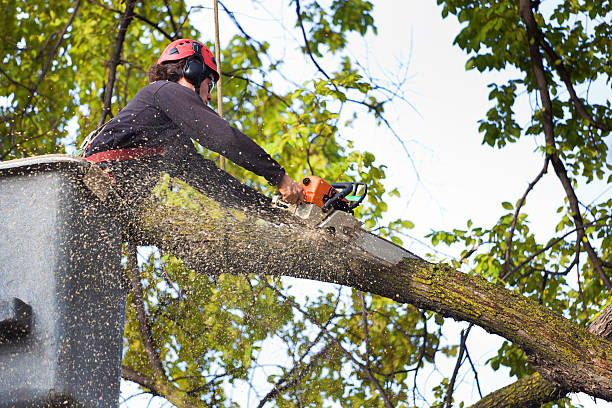 Best Tree and Shrub Care  in Pampa, TX